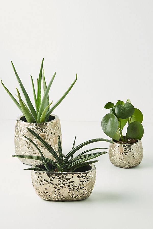 Slide View: 1: Moonflower Pot
