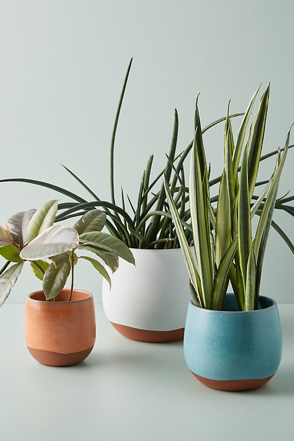 Slide View: 1: Arlo Pot