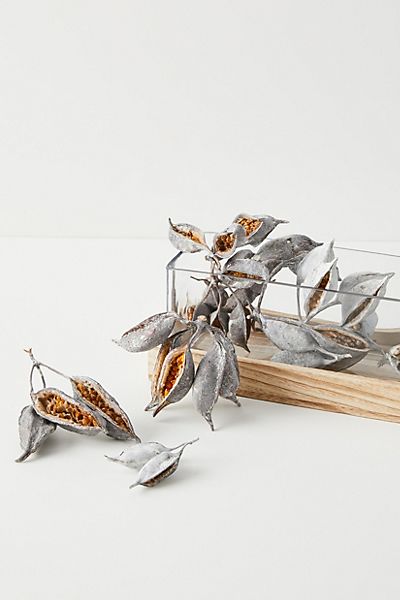 Dried Brachy Seed Pods