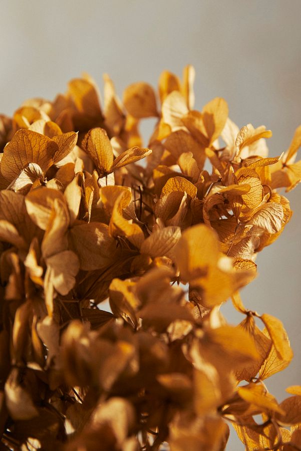 Slide View: 2: Preserved Hydrangea Bunch, 15"L