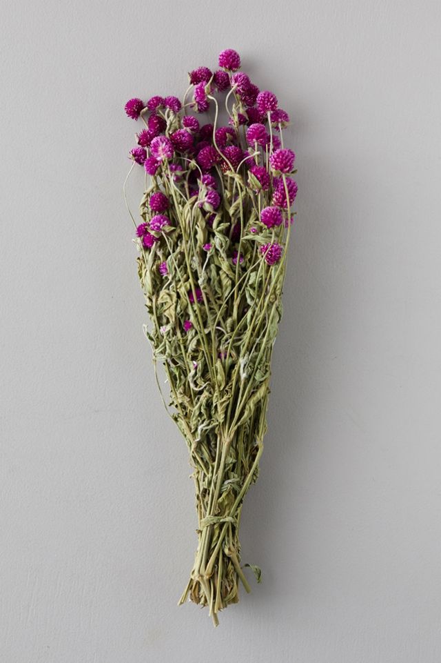 Dried Globe Amaranth Bunch Anthropologie