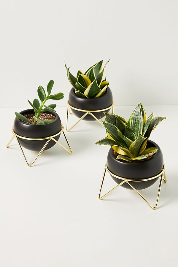 Slide View: 1: Potsy Planters, Set of 3