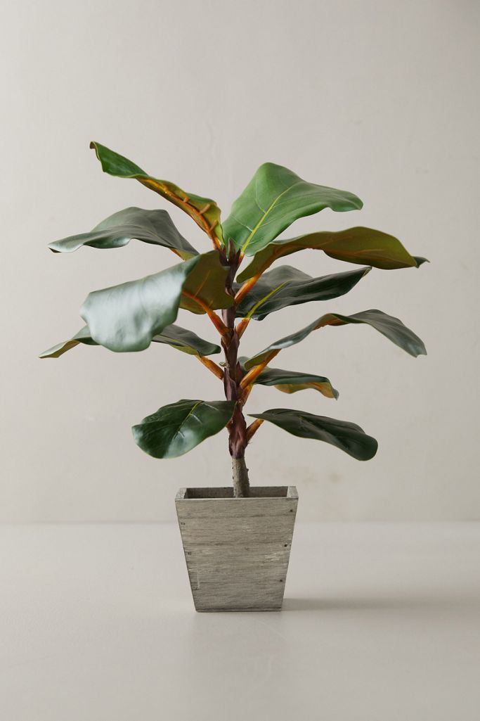 Faux Fiddle Leaf Fig Tree, 18 Anthropologie