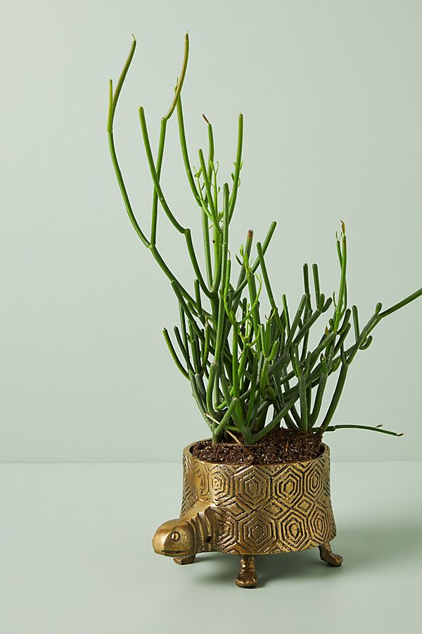 Slide View: 1: Turtle Planter
