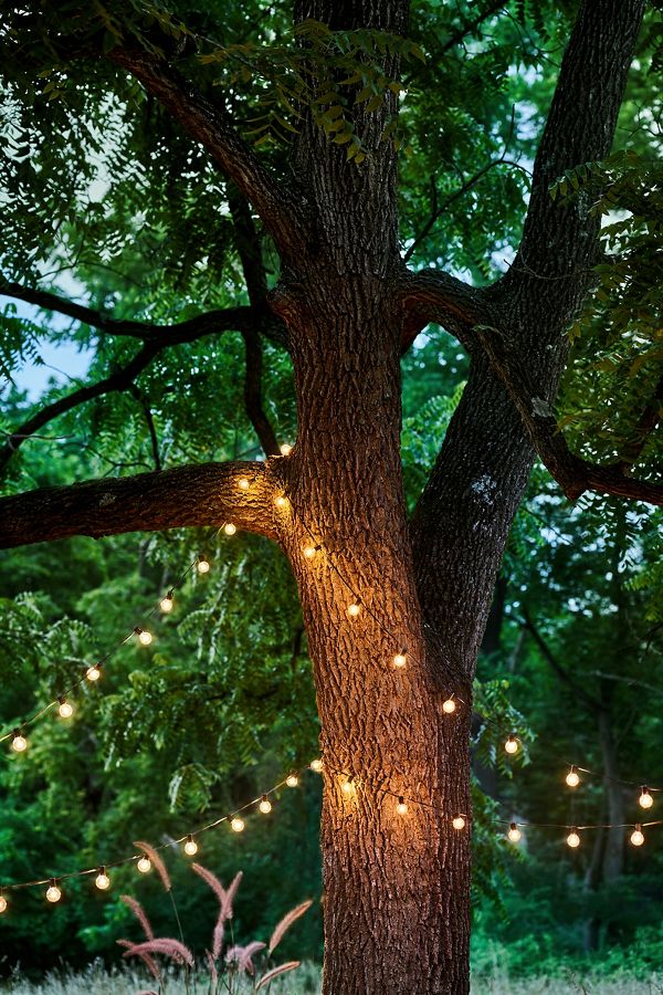 Slide View: 2: Stargazer Garden Lights Socket Strand, 20'