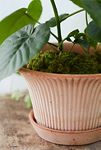 Thumbnail View 6: Bergs Daisy Terracotta Pot + Saucer Set