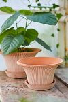 Thumbnail View 5: Bergs Daisy Terracotta Pot + Saucer Set