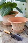 Thumbnail View 2: Bergs Daisy Terracotta Pot + Saucer Set