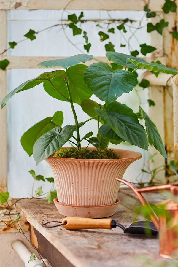 Slide View: 1: Bergs Daisy Terracotta Pot + Saucer Set