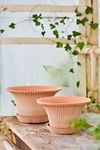 Thumbnail View 3: Bergs Daisy Terracotta Pot + Saucer Set