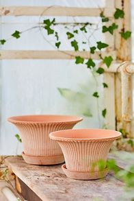 Slide View: 3: Bergs Daisy Terracotta Pot + Saucer Set