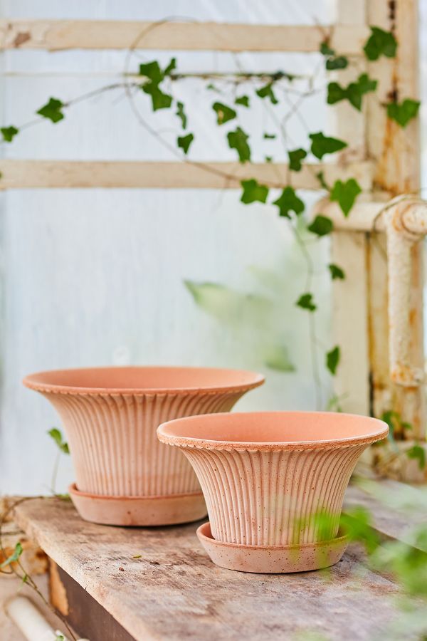 Slide View: 3: Bergs Daisy Terracotta Pot + Saucer Set