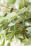 Thumbnail View 4: Fresh Assorted Eucalyptus Bunch