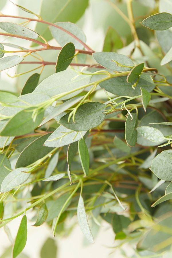 Slide View: 4: Fresh Assorted Eucalyptus Bunch