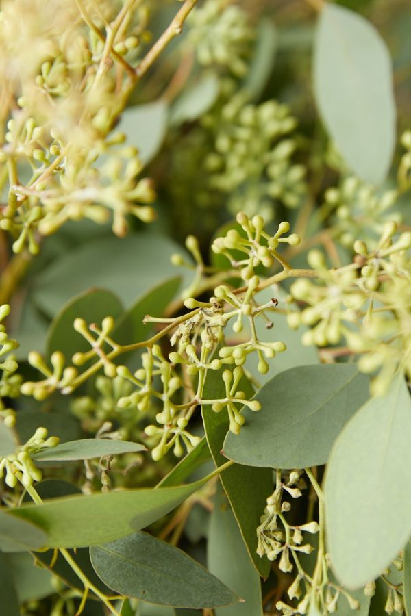 Slide View: 5: Fresh Assorted Eucalyptus Bunch