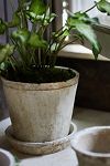 Thumbnail View 2: Earth Fired Clay Pot + Saucer, Set of 3