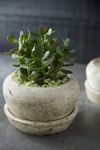 Thumbnail View 2: Earth Fired Clay White Curve Pots + Saucers, 2 Sizes Set