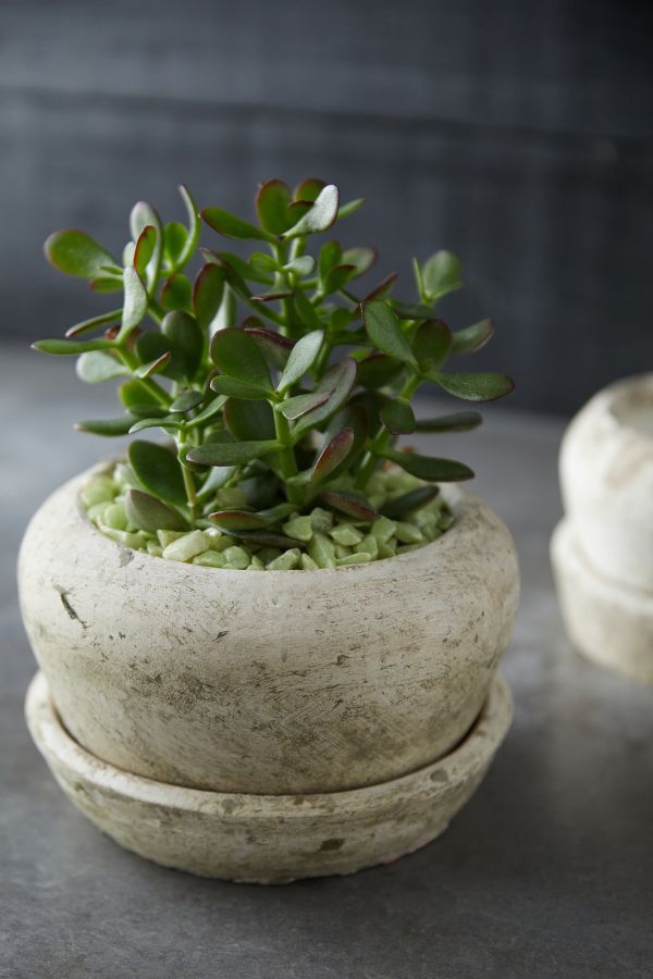 Slide View: 2: Earth Fired Clay White Curve Pots + Saucers, 2 Sizes Set