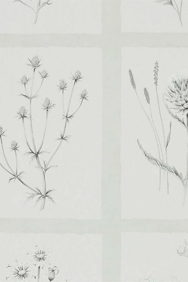 Sanderson Little Thistles Wallpaper Anthropologie UK