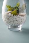 Thumbnail View 4: Rounded Vase Terrarium