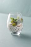 Thumbnail View 1: Rounded Vase Terrarium