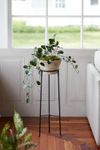 Thumbnail View 4: Tall Iron Plant Stand