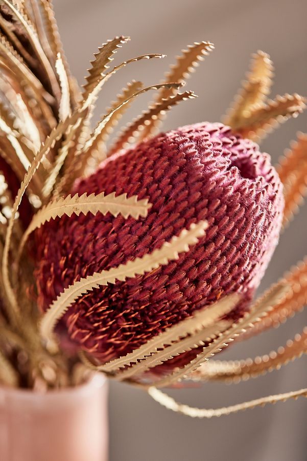 Slide View: 2: Dried Banksia Bunch