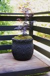 Thumbnail View 1: Paloma Ceramic Planter, 18"