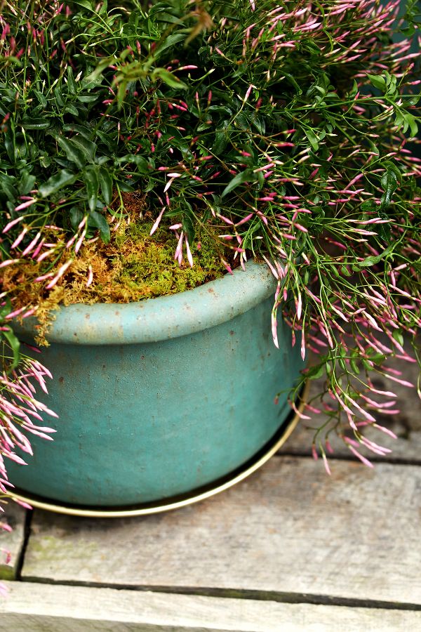 Slide View: 3: Roll Top Low Ceramic Planter, 13"