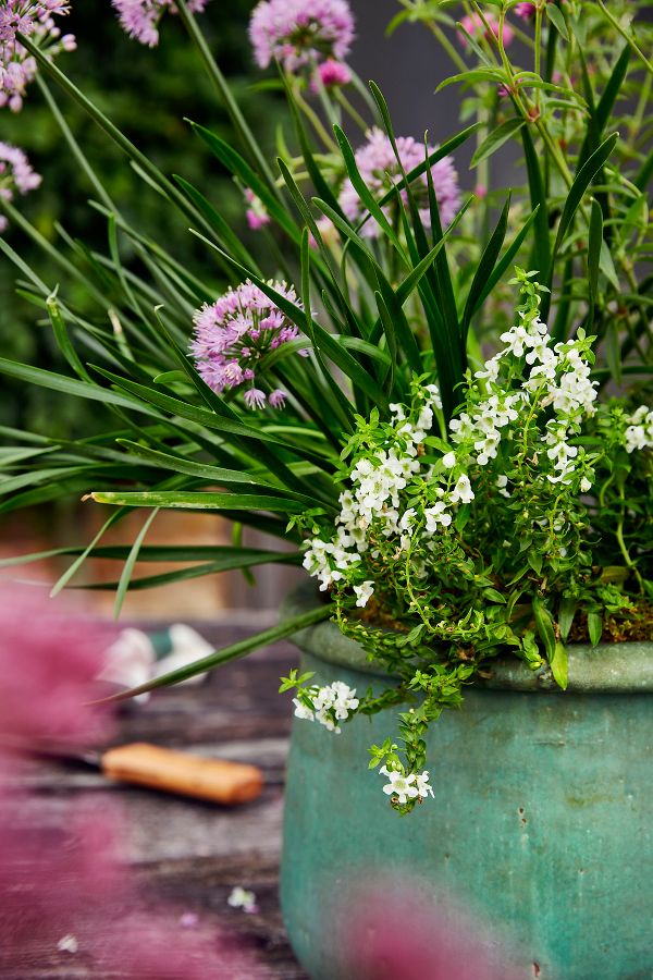 Slide View: 2: Roll Top Low Ceramic Planter, 19"