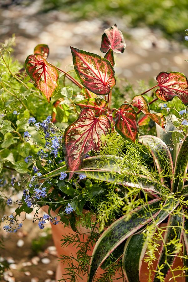 Slide View: 4: Tapered Terracotta Planter