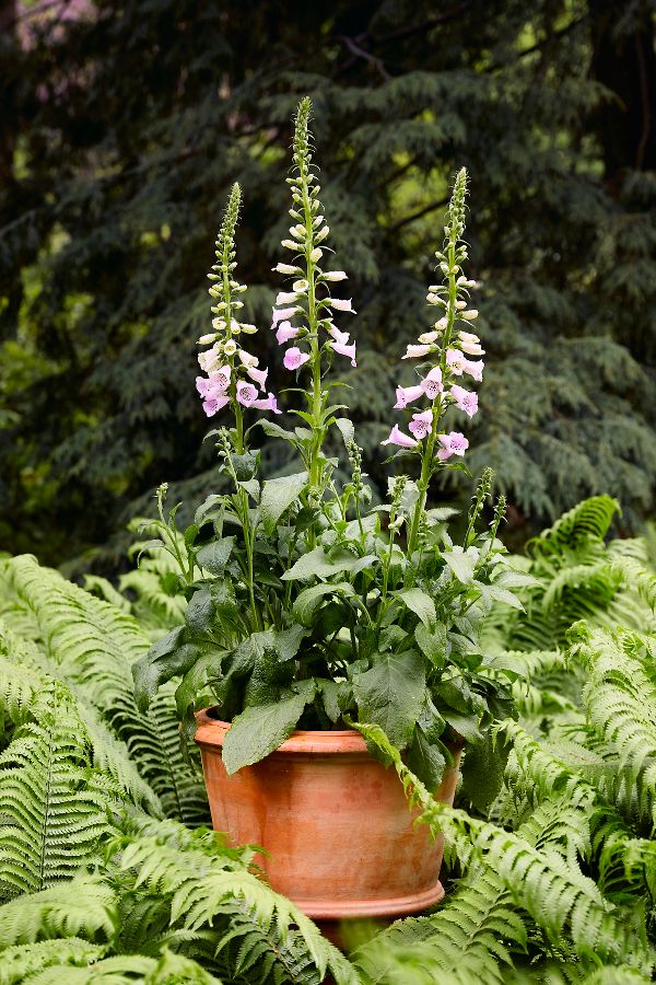 Slide View: 3: Tapered Terracotta Planter