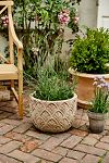 Thumbnail View 2: Paloma Ceramic Bowl Planter, 15"