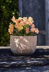 Thumbnail View 1: Paloma Ceramic Bowl Planter, 18"