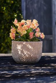 Slide View: 1: Paloma Ceramic Bowl Planter, 18"