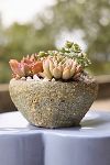 Thumbnail View 1: Barnacle Button Bowl Planter