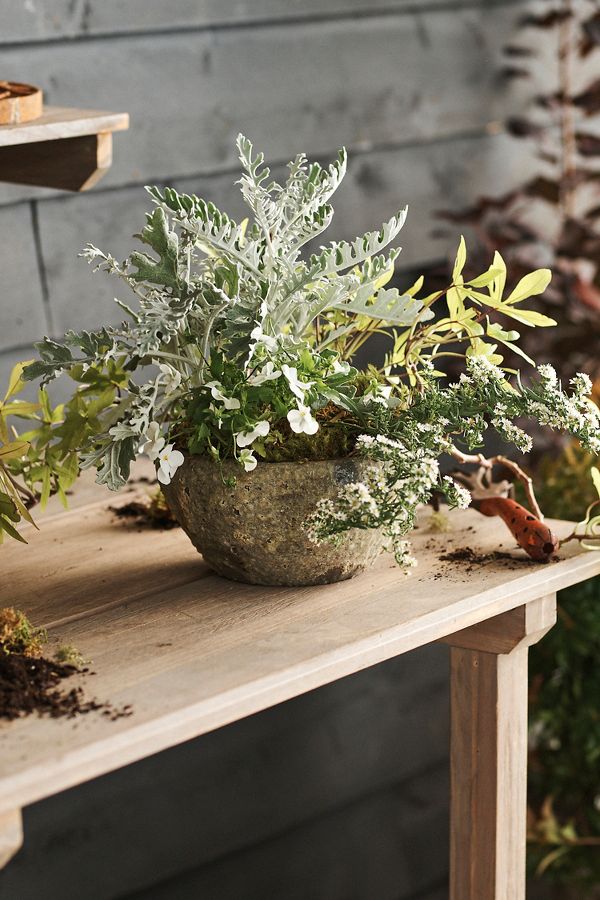 Slide View: 6: Barnacle Button Bowl Planter