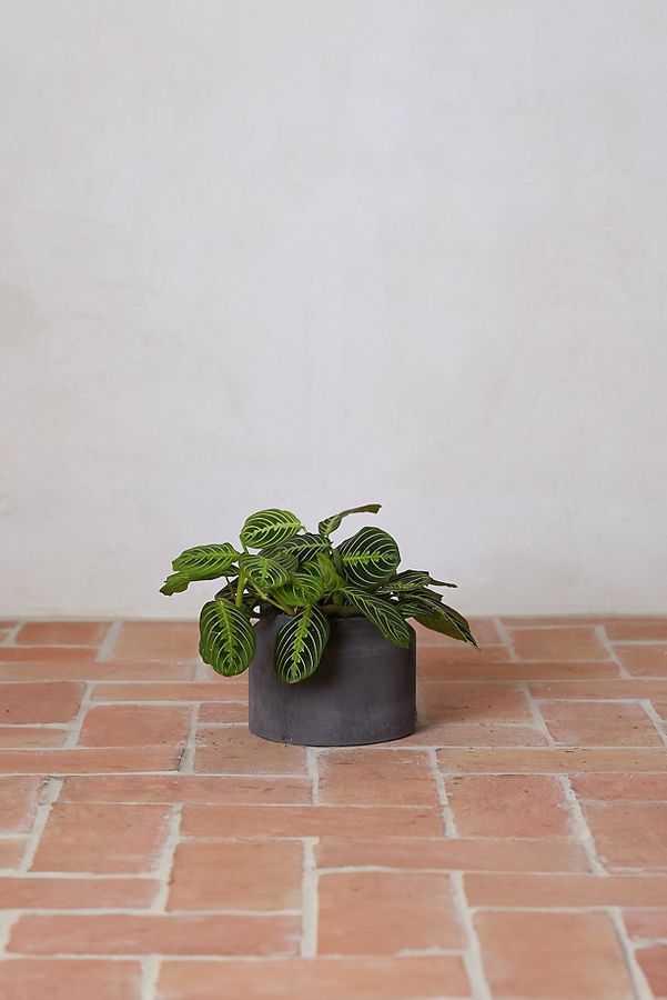 Slide View: 1: Fiber Jar Planter, 9"