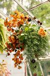 Thumbnail View 1: Sphere Rust Patina Hanging Basket, 14"