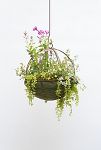 Thumbnail View 1: Sphere Rust Patina Hanging Basket, 18"