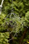 Thumbnail View 1: Zinc Sphere Hanging Basket, 10"