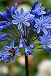 Thumbnail View 1: Agapanthus 'Donau' Rhizomes