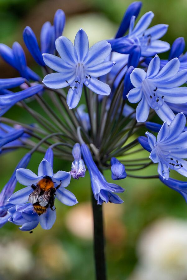 Slide View: 1: Agapanthus 'Donau' Rhizomes