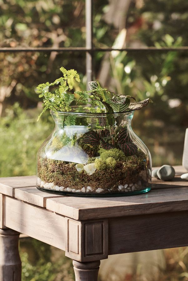 Slide View: 1: Bowl Recycled Glass Terrarium