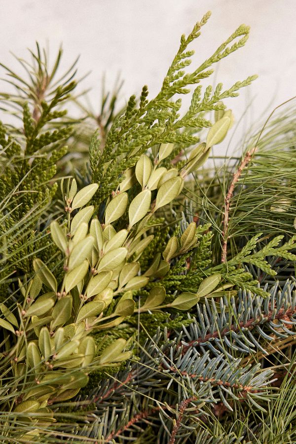 Slide View: 4: Fresh Noble Fir + Boxwood Wreath