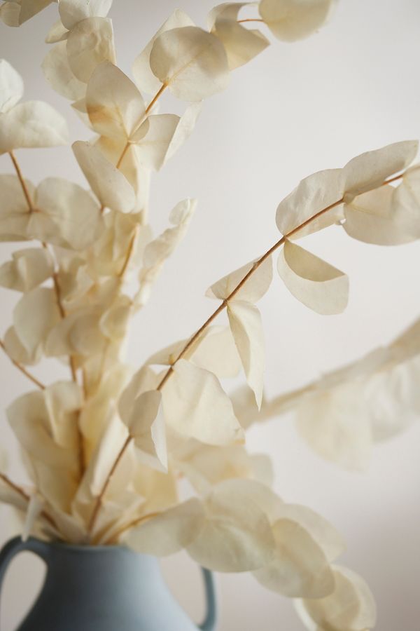 Slide View: 2: Preserved Silver Dollar Eucalyptus Bunch, White