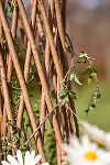 Thumbnail View 3: Woven Willow Cone Obelisk