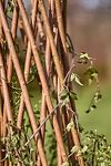 Thumbnail View 8: Woven Willow Cone Obelisk