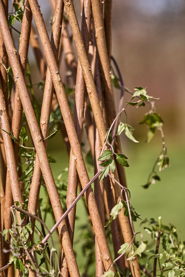 Slide View: 8: Woven Willow Cone Obelisk