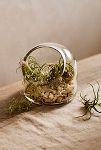 Thumbnail View 1: Dome Open Terrarium